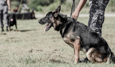 Καλούνται για «κατάταξη» στις Ενοπλες Δυνάμεις 193 σκύλοι -Τα χαρακτηριστικά τους, οι δεξιότητες
