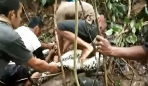 Επιασαν πύθωνα «τέρας» σε ζούγκλα της Ινδονησίας