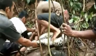 Επιασαν πύθωνα «τέρας» σε ζούγκλα της Ινδονησίας