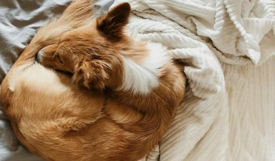 Γιατί οι σκύλοι κουλουριάζονται όταν κοιμούνται