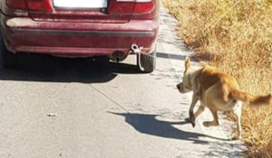 Κτηνωδία: Εδεσε τον σκύλο του πίσω από το αυτοκίνητο και τον έσερνε