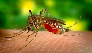 Πάρος: Ανυπόφορη φέτος η κατάσταση με τα κουνούπια στο νησί…