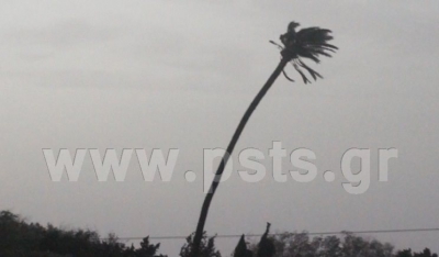 Ο ψηλότερος μοναχικός φοίνικας της Πάρου την στιγμή που τον σφυροκοπούν οι θυελλώδεις άνεμοι…(Βίντεο)