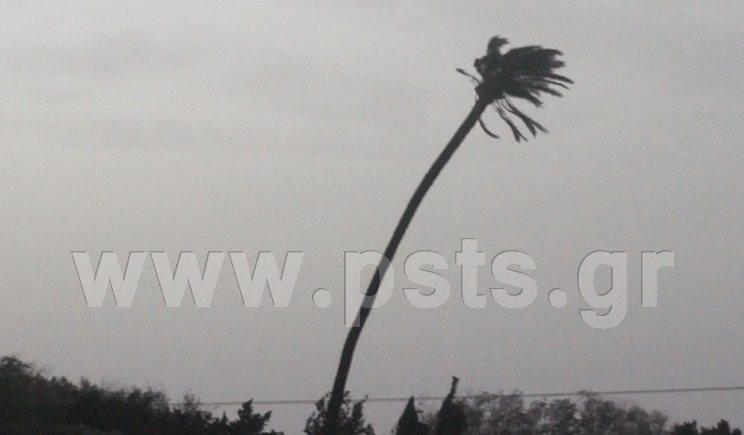 Ο ψηλότερος μοναχικός φοίνικας της Πάρου την στιγμή που τον σφυροκοπούν οι θυελλώδεις άνεμοι…(Βίντεο)