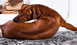 Οι λόγοι που ο σκύλος σας κάνει κύκλους πριν ξαπλώσει