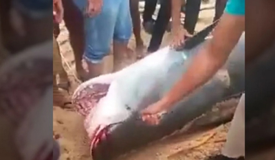 Αίγυπτος: Στην κοιλιά του καρχαρία που τον κατασπάραξε βρέθηκαν τα λείψανα του 23χρονου Ρώσου
