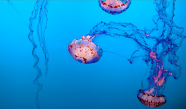 Επέστρεψαν οι μωβ μέδουσες: Πού εμφανίστηκαν και τι πρέπει να προσέξετε (βίντεο)