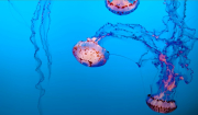 Επέστρεψαν οι μωβ μέδουσες: Πού εμφανίστηκαν και τι πρέπει να προσέξετε (βίντεο)