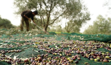 Αναβάλλονται για του χρόνου οι δηλώσεις συγκομιδής ελαιοκάρπου