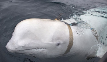 Το μυστήριο της λευκής φάλαινας: «Κατάσκοπος» της Ρωσίας ή ζώο θεραπευτικής επαφής ο «Χβαλντιμίρ»;