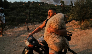 Πυρκαγιές στην Αχαΐα: Ο 33χρονος Αλβανός που έγινε viral με το πρόβατο πάνω στη μηχανή (βίντεο)