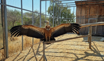 Τα διψασμένα όρνια της Παροναξίας