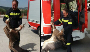 Απίστευτο: Γύπας έπεσε πάνω σε λεωφορείο
