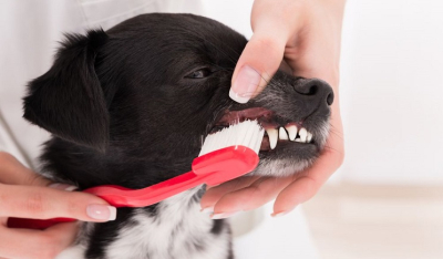 Σκύλος: Πως να καθαρίσετε τα δόντια του