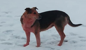 Μυστήριο σε πόλη της Ρωσίας: Δεκάδες σκυλιά έγιναν…ροζ και γαλάζια