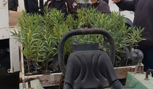 2700 Δασικά και καλλωπιστικά φυτά από το Περιφερειακό φυτώριο