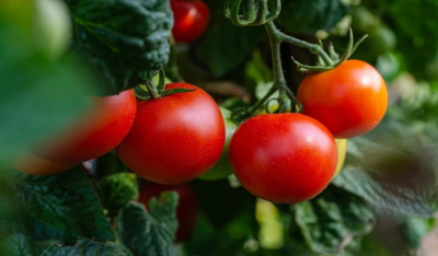 Δημιουργήθηκαν οι πρώτες γενετικά τροποποιημένες ντομάτες που παράγουν έξτρα βιταμίνη D