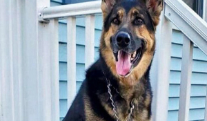 Σκύλος-ήρωας: Εσωσε το αφεντικό του που υπέστη εγκεφαλικό -Τον έσυρε για να φτάσει το κινητό του