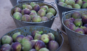 Σύκα: Το πεντανόστιμο καλοκαιρινό superfood