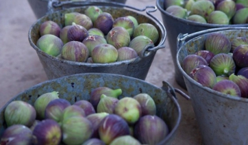 Σύκα: Το πεντανόστιμο καλοκαιρινό superfood
