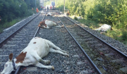 Απίστευτο: Τρένο στην Γαλλία «χτύπησε» κοπάδι με 60 αγελάδες!