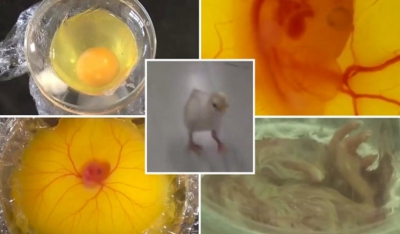 Ιάπωνες μαθητές δημιούργησαν κοτοπουλάκι από αβγό... χωρίς τσόφλι