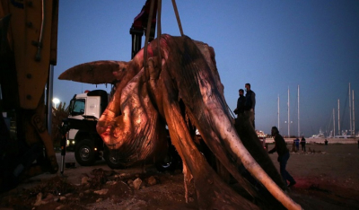 Πειραιάς: Ξεβράστηκε νεκρή φάλαινα στην Φρεαττύδα