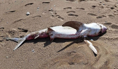 Μεγάλος καρχαρίας ξεβράστηκε σε παραλία της Κισάμου