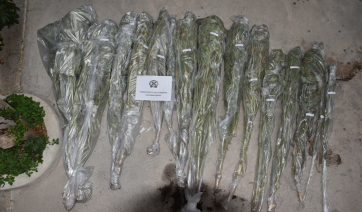 Εντοπίσθηκαν και εκριζώθηκαν δενδρύλλια κάνναβης στην Κω