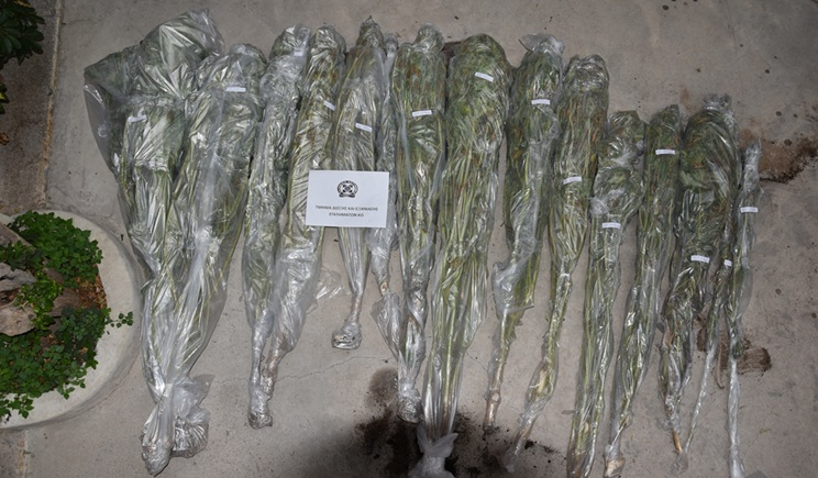 Εντοπίσθηκαν και εκριζώθηκαν δενδρύλλια κάνναβης στην Κω