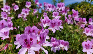 Στις ράγες ευρωπαϊκοί πόροι 1,7 δισ. ευρώ για «πράσινα» νησιά
