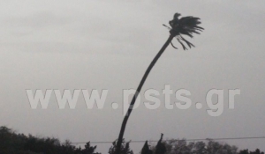 Ο ψηλότερος μοναχικός φοίνικας της Πάρου την στιγμή που τον σφυροκοπούν οι θυελλώδεις άνεμοι…
