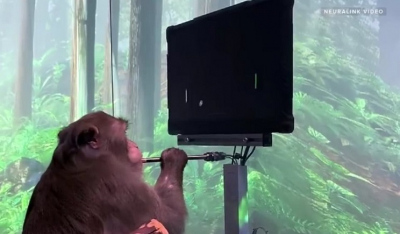 Μαϊμού παίζει βιντεοπαιχνίδι μέσω του νου της με ασύρματα εγκεφαλικά τσιπάκια (βίντεο)