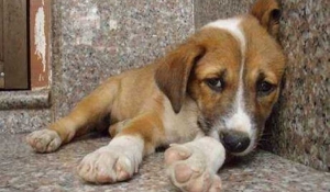 Ένας χρόνος φυλακή για κακοποίηση σκύλου: Κρατούσε το ζώο έγκλειστο σε άθλιες συνθήκες