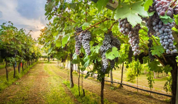 Περιφέρεια Ν. Αιγαίου: Έκτακτη προσωρινή στήριξη ρευστότητας στους γεωργούς, που έχουν πληγεί από φυσικές καταστροφές, μετά την 1η Ιανουαρίου 2024