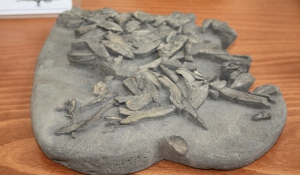 Νάξος: Ευχαριστήριο για τη δωρεά Συλλογής απολιθωμάτων