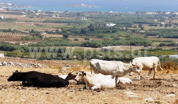 Η Οζώδης Δερματίτιδα είναι ιογενής νόσος των βοοειδών