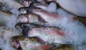 Ληγμένα κατεψυγμένα ψάρια άνω των 2 τόνων σε επιχείρηση του Πειραιά