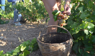 2η ημέρα «Οινικών Διαδρομών Παρίων»: Αυθεντική «γεύση» παριανής οινικής παράδοσης που κατέληξε σε ένα μεγάλο νησιώτικο γλέντι!