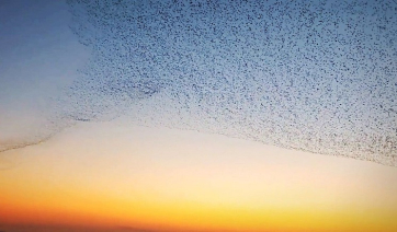 Χιλιάδες αποδημητικά πουλιά σχηματίζουν εντυπωσιακή μουρμούρα στην Κίνα (Βίντεο)