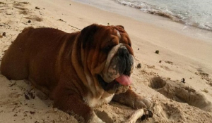 Ο σκύλος του Χάμιλτον βγάζει 700 ευρώ την μέρα και έχει 143.000 followers στο Instagram