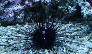 Diadema Setosum: Αυτός είναι ο δηλητηριώδης αχινός στις ελληνικές θάλασσες και στις Κυκλάδες - Δείτε σε ποια νησιά