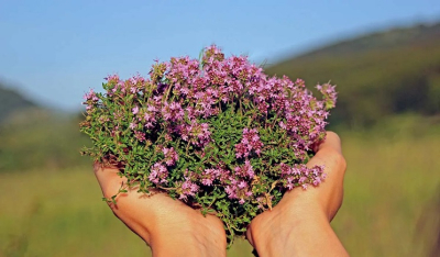 Το φυτό που με το δυνατό άρωμά του κρατά μακριά τα κουνούπια