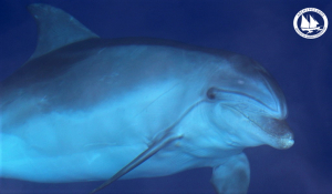 Σε συνέχεια της ανησυχητικής αύξησης των εκβρασμών δελφινιών στο Αιγαίο...