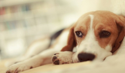 Έκτη αίσθηση: Μπορούν τα σκυλιά να διαισθανθούν τον θάνατο;