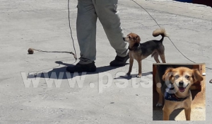 Δεν ξανάγινε! Σκύλος - καβοδέτης αφήνει άφωνους τους τουρίστες στο λιμάνι της Μυκόνου! (Βίντεο)