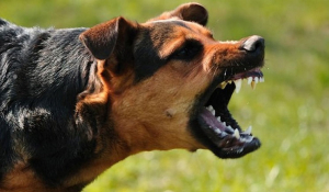 Πώς θα καταλάβετε αν ένας σκύλος έχει πρόθεση να δαγκώσει- Και πώς να αντιδράσετε