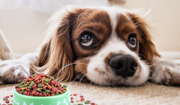 Το απλό κόλπο για να μάθετε στον σκύλο σας να σταματάει το γάβγισμα χωρίς φωνές ή τιμωρία