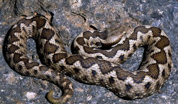 Πώς θα ξεχωρίσετε μια οχιά από ένα ακίνδυνο φίδι