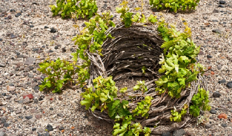 Π.Ο.Π. κρασιά Σαντορίνης: Θεσμική προστασία και άνοιγμα νέων εξαγωγικών ευκαιριών από τη Συμφωνία Mercosur